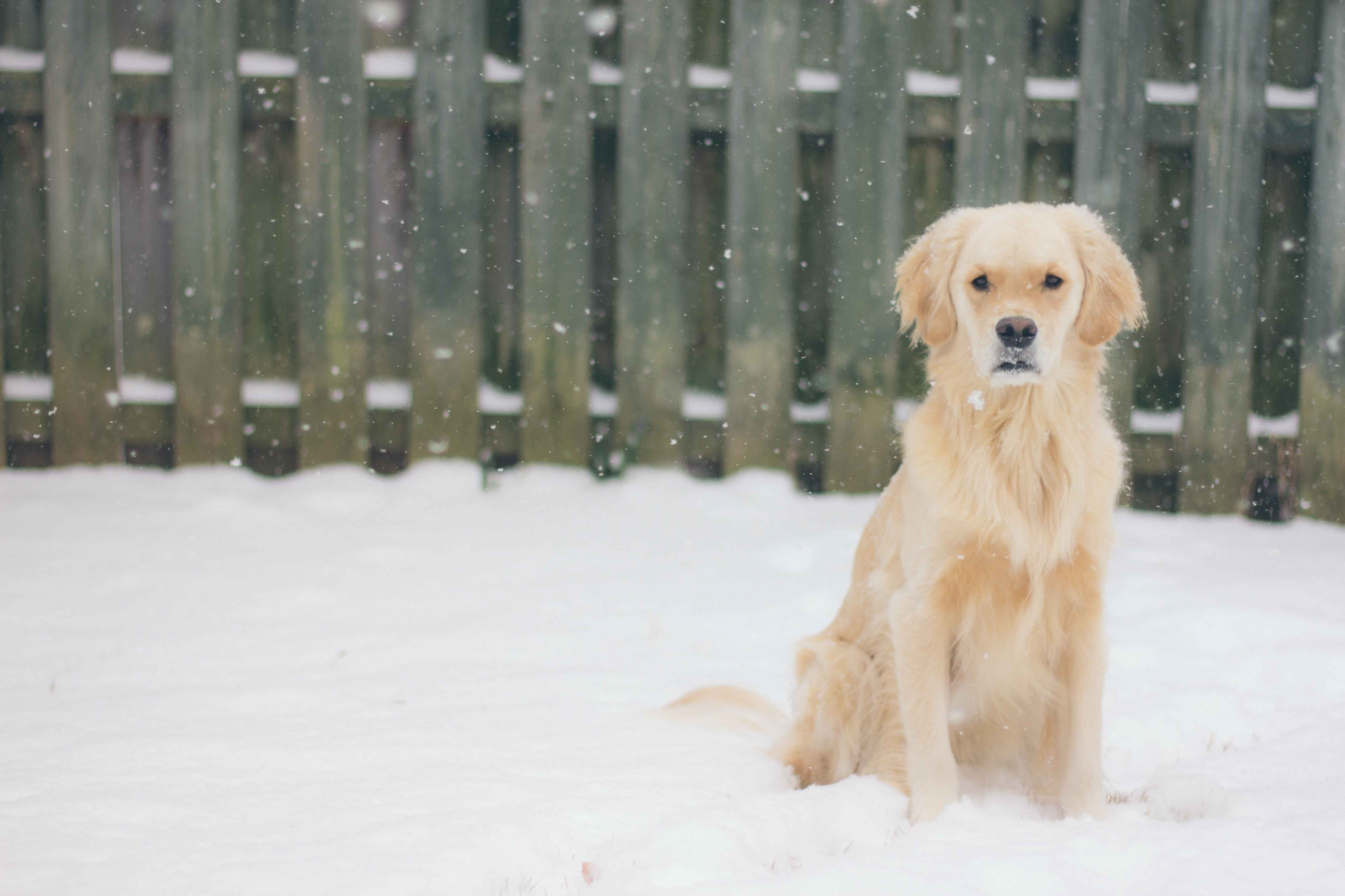 What are the signs of a urinary tract infection in Golden Retrievers?
